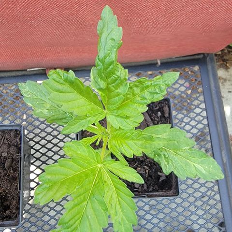 010: "OG Hella Jelly #2" growlog timeline photo