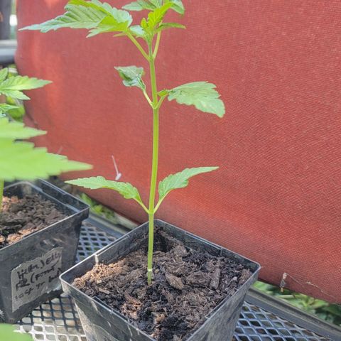 010: "OG Hella Jelly #2" growlog timeline photo