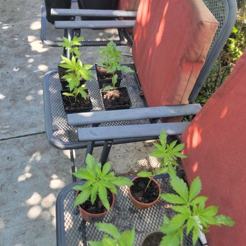 005: "Azul" growlog photo: May need to change growing area soon.. no direct Sunlight during peak hours. Area too shady