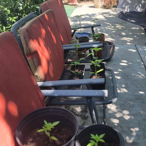005: "Azul" growlog photo: May need to change growing area soon.. no direct Sunlight during peak hours. Area too shady