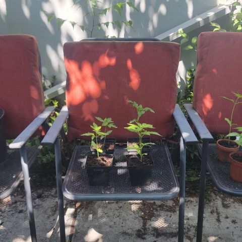 005: "Azul" growlog photo: May need to change growing area soon.. no direct Sunlight during peak hours. Area too shady