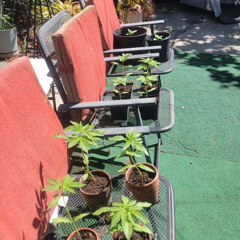 005: "Azul" growlog photo: Moved plants into patio