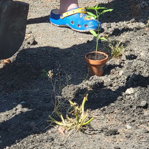 004: "Mike #1 (Left Seed)" growlog photo: Transplanted and Watered with water pH balance of 6.3