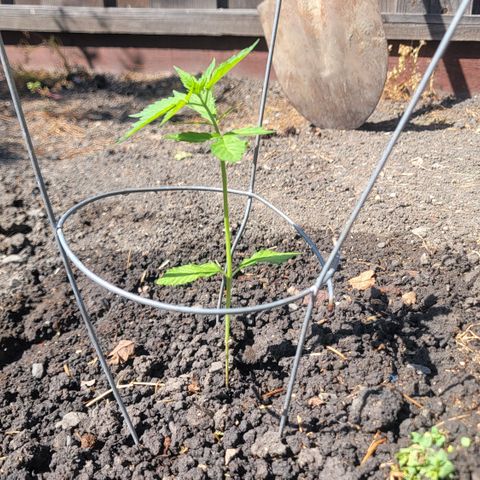 004: "Mike #1 (Left Seed)" growlog photo: Transplanted and Watered with water pH balance of 6.3