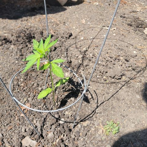 004: "Mike #1 (Left Seed)" growlog photo: Transplanted and Watered with water pH balance of 6.3