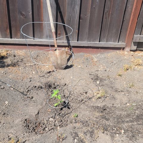 004: "Mike #1 (Left Seed)" growlog photo: Transplanted and Watered with water pH balance of 6.3