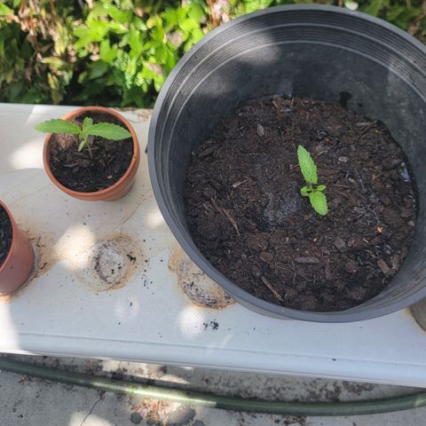 003: "Mike #2 (Right seed)  growlog photo: Successful transplant