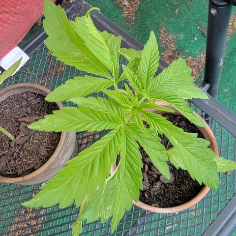 001: "Who Knows" growlog timeline photo