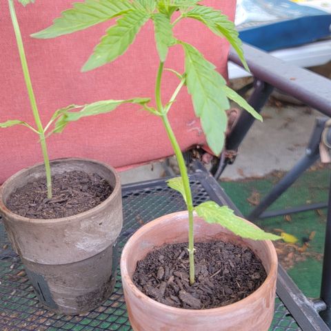 001: "Who Knows" growlog timeline photo