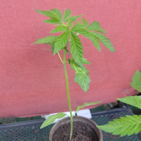 002: "Raul" growlog timeline photo