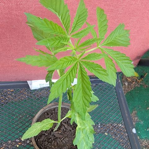 002: "Raul" growlog timeline photo