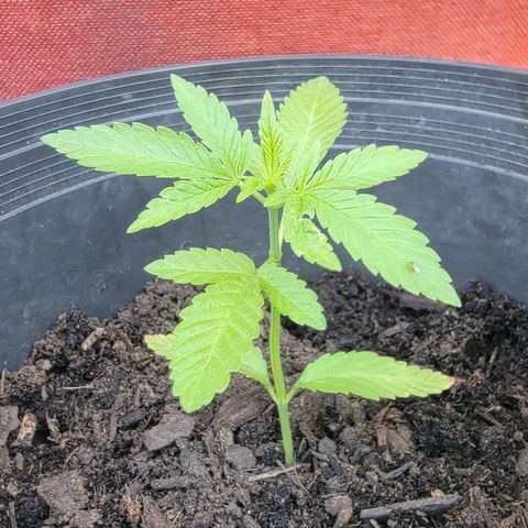 003: "Mike #2 (Right seed)  growlog timeline photo