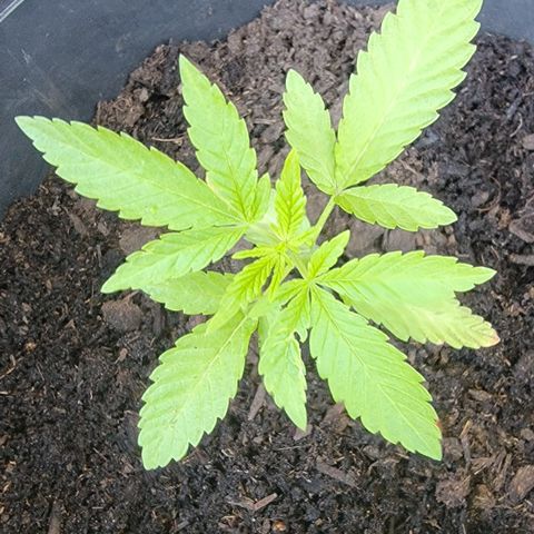 003: "Mike #2 (Right seed)  growlog timeline photo