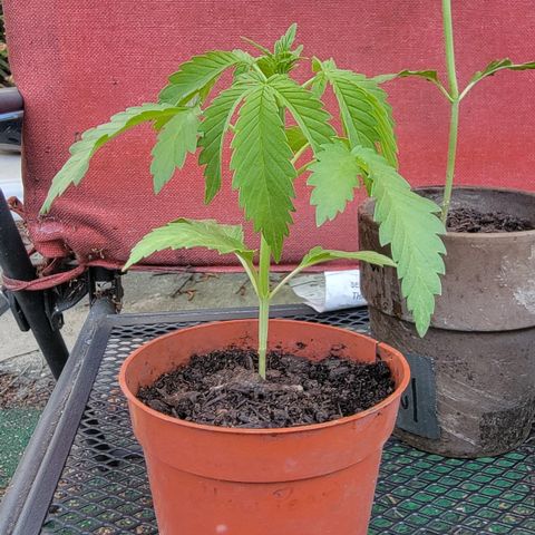 005: "Azul" growlog timeline photo