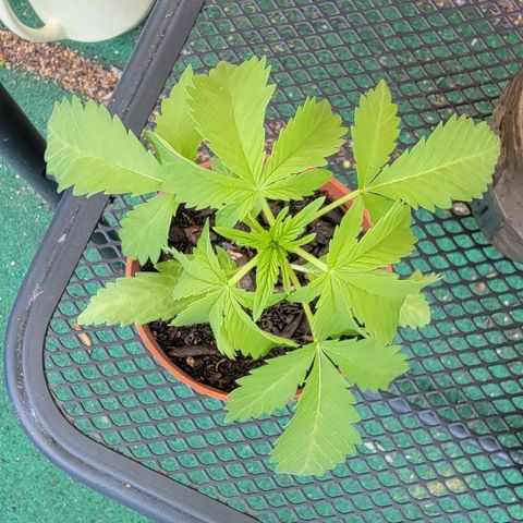 005: "Azul" growlog timeline photo