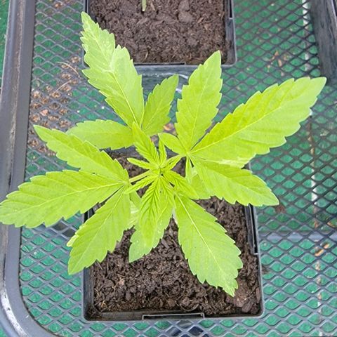 007: "Hella Jelly P5 #1" or AZUL?? growlog timeline photo