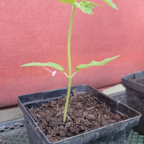 008: "Hella Jelly P5 #2"  growlog timeline photo