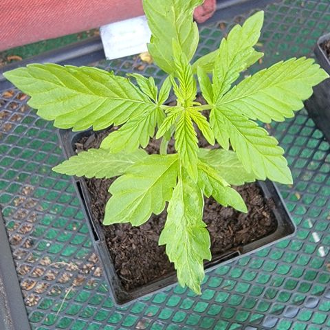 008: "Hella Jelly P5 #2"  growlog timeline photo
