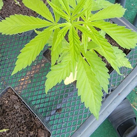 009: "OG Hella Jelly #1" growlog timeline photo