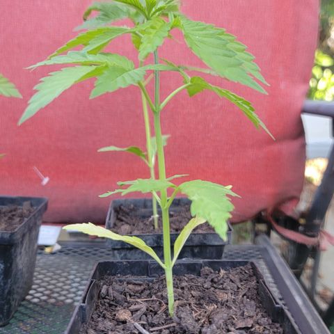 009: "OG Hella Jelly #1" growlog timeline photo
