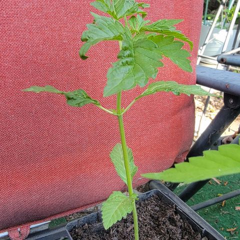 010: "OG Hella Jelly #2" growlog timeline photo