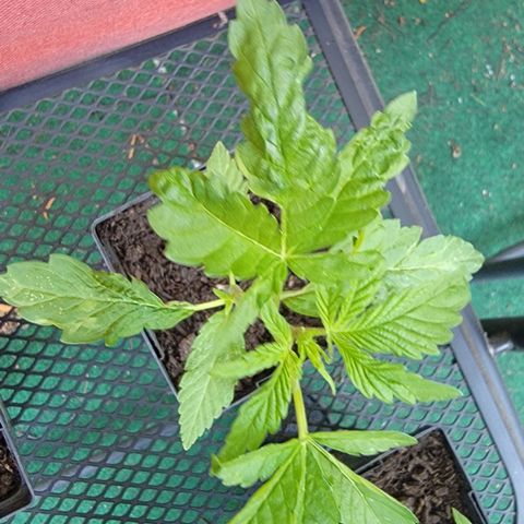 010: "OG Hella Jelly #2" growlog timeline photo