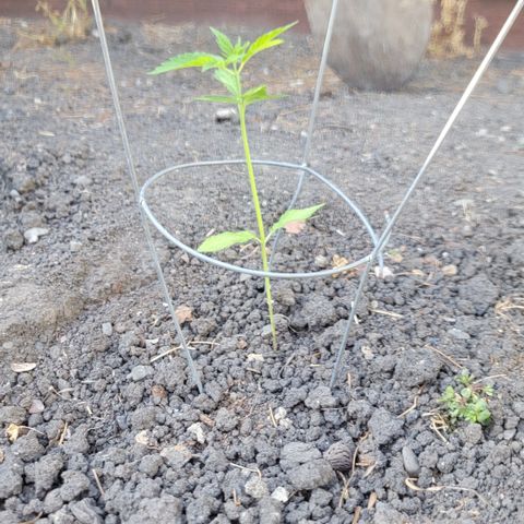 004: "Mike #1 (Left Seed)" growlog timeline photo