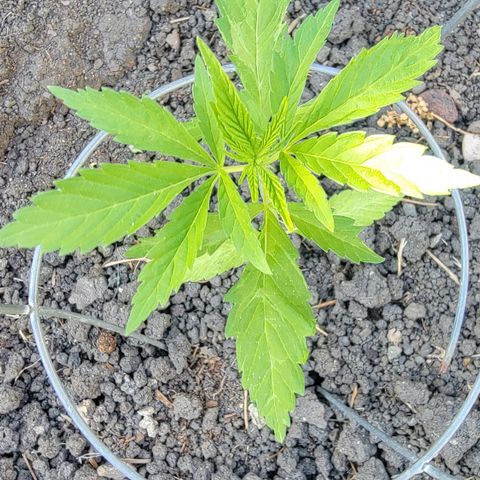 004: "Mike #1 (Left Seed)" growlog timeline photo