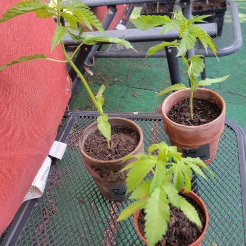 005: "Azul" growlog timeline photo
