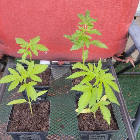 005: "Azul" growlog timeline photo