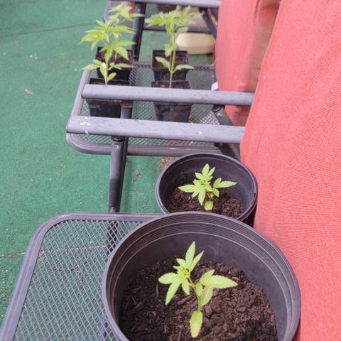 005: "Azul" growlog timeline photo