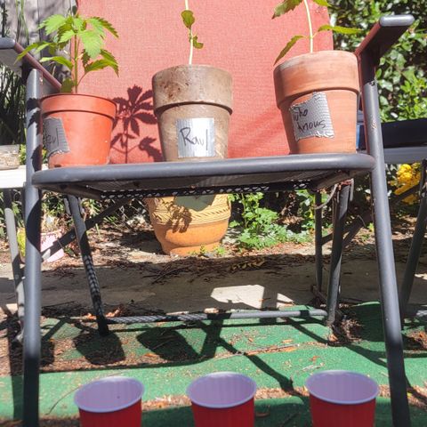 005: "Azul" growlog photo: 1st time measuring run off water pH balance after watering