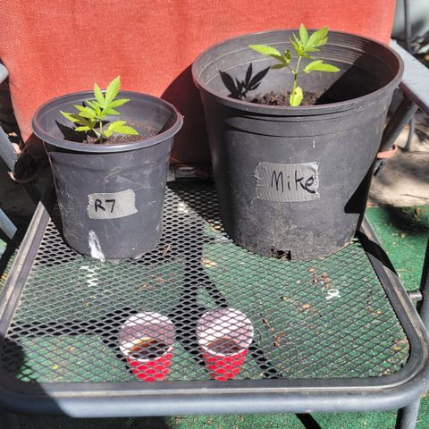 005: "Azul" growlog photo: 1st time measuring run off water pH balance after watering