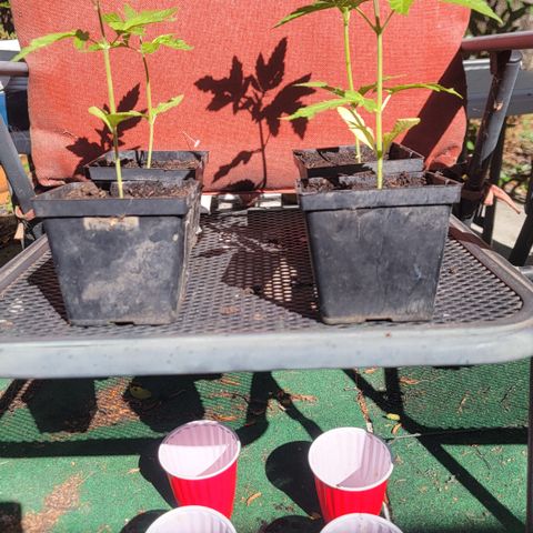 005: "Azul" growlog photo: 1st time measuring run off water pH balance after watering