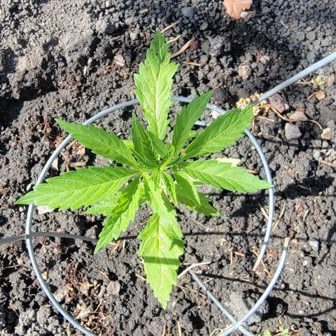 004: "Mike #1 (Left Seed)" growlog timeline photo