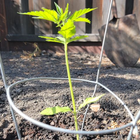 004: "Mike #1 (Left Seed)" growlog timeline photo
