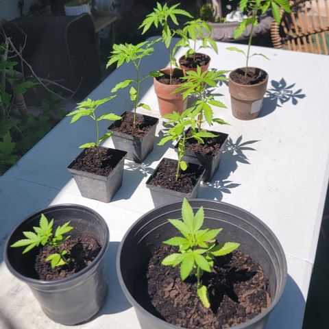 005: "Azul" growlog photo: Soil is still cool / moist. Moved pots to more direct Sunlight