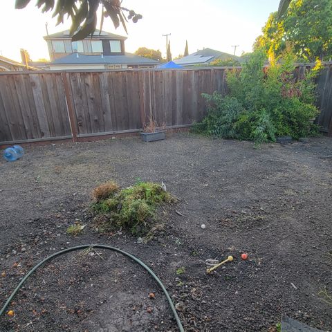 005: "Azul" growlog photo: Dug out most of the weeds in outdoor grow area