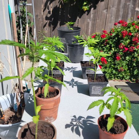 005: "Azul" growlog photo: Moved plants to another table 