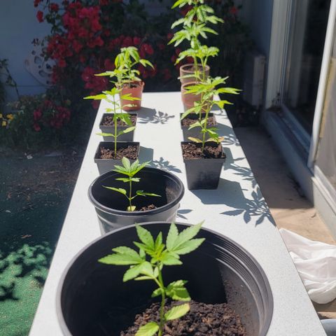 005: "Azul" growlog photo: Moved plants to another table 