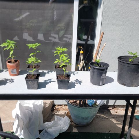 005: "Azul" growlog photo: Moved plants to another table 