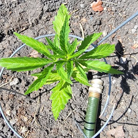 004: "Mike #1 (Left Seed)" growlog timeline photo