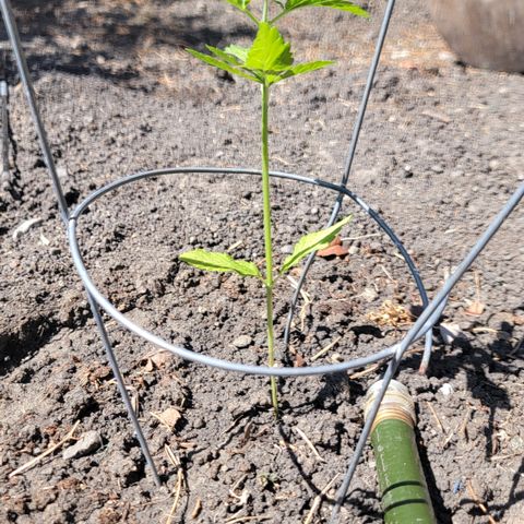 004: "Mike #1 (Left Seed)" growlog timeline photo
