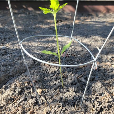 004: "Mike #1 (Left Seed)" growlog timeline photo