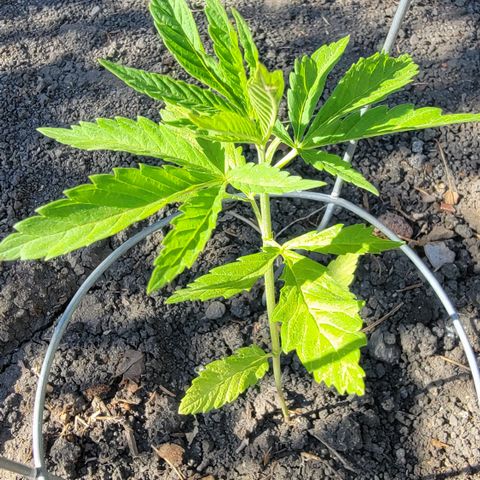 004: "Mike #1 (Left Seed)" growlog timeline photo