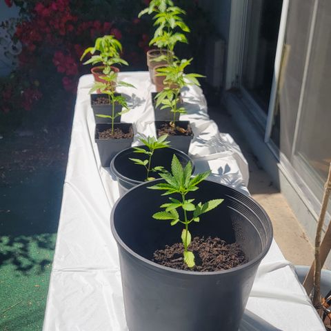 005: "Azul" growlog timeline photo