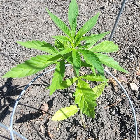 004: "Mike #1 (Left Seed)" growlog timeline photo
