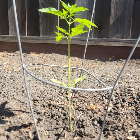 004: "Mike #1 (Left Seed)" growlog timeline photo
