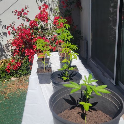 005: "Azul" growlog timeline photo