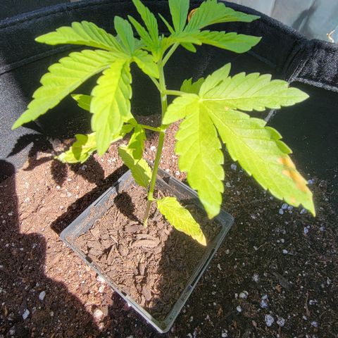 008: "Hella Jelly P5 #2"  growlog timeline photo